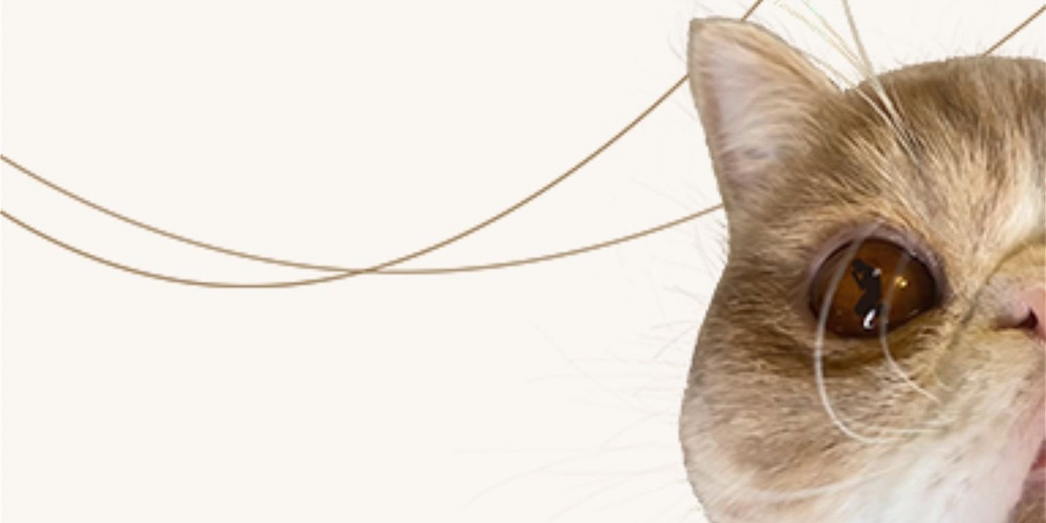 Review: MY CAT NAMED LUCY at Capital Fringe Festival  Image