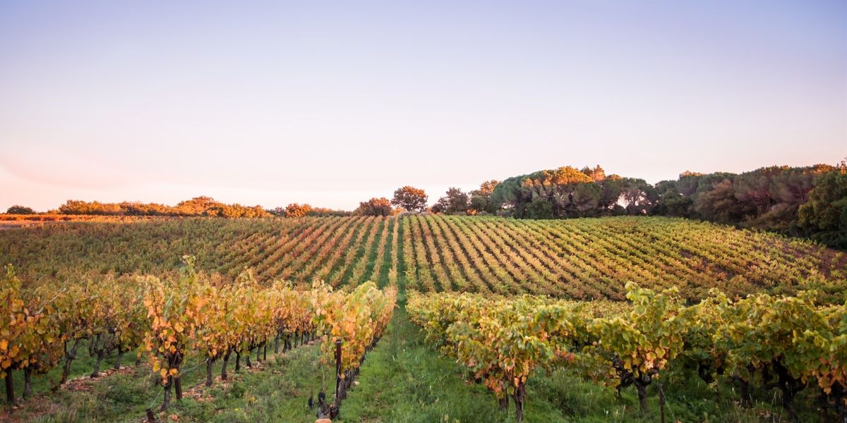 Rhône Valley Vineyards for Wonderful French Wines