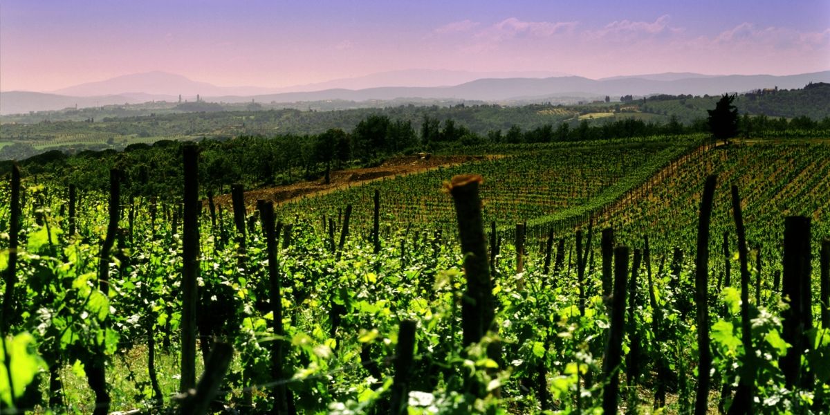 SAN FELICE-Fall for Exquisite Italian Wines