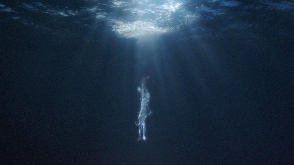 SCHROTTHAGEN to Release NEUE WELT Album, Tour North America Oct–Nov
