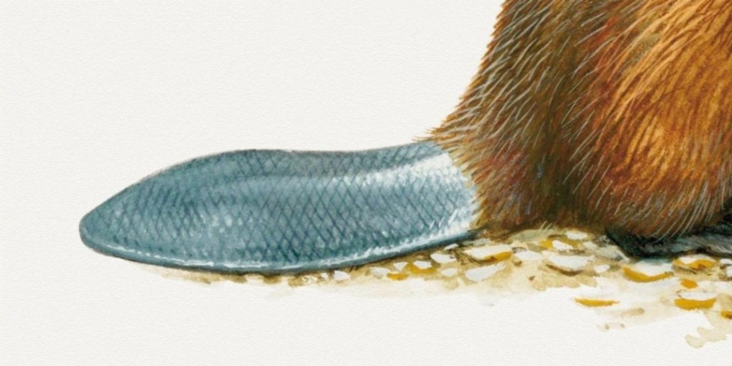 Author Leila Philip to Discuss Best-Selling Book BEAVERLAND at the Seaport Museum  Image