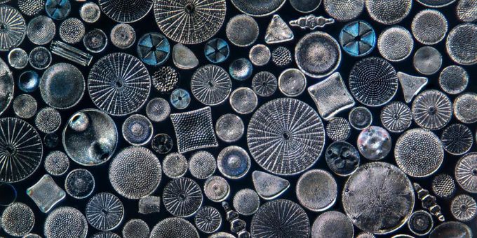 ELEMENTS OF WONDER: WHEN NATURE BECOMES ART To Open At South Street Seaport Muse Photos