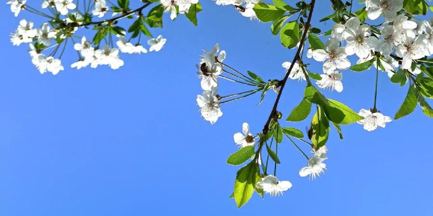 Student Blog: 8 Musical Theatre Songs That GIVE Spring Vibes  Image