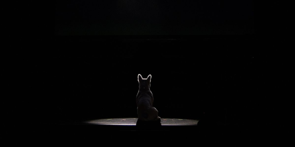 Student Blog: Animals Go To Broadway