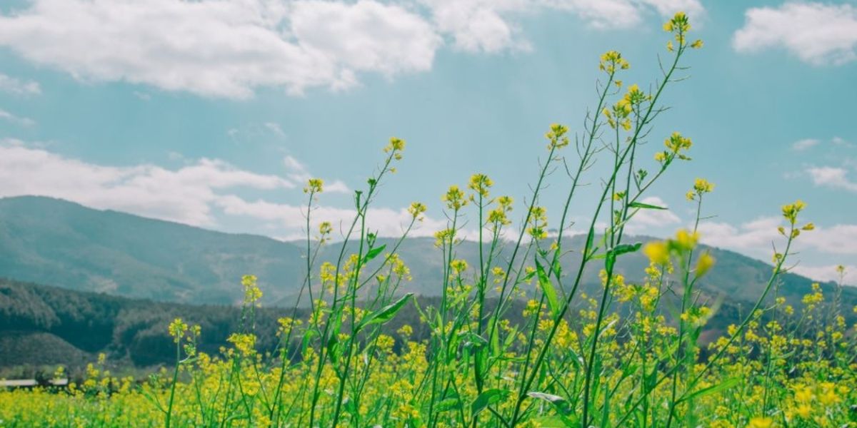 Student Blog: Taking a Breath: How I Recover from Burnout