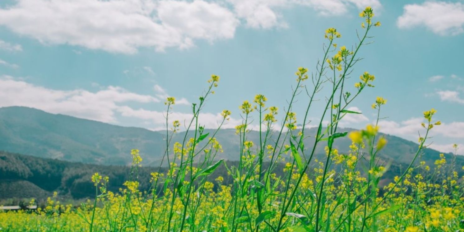 Student Blog: Taking a Breath: How I Recover from Burnout  Image