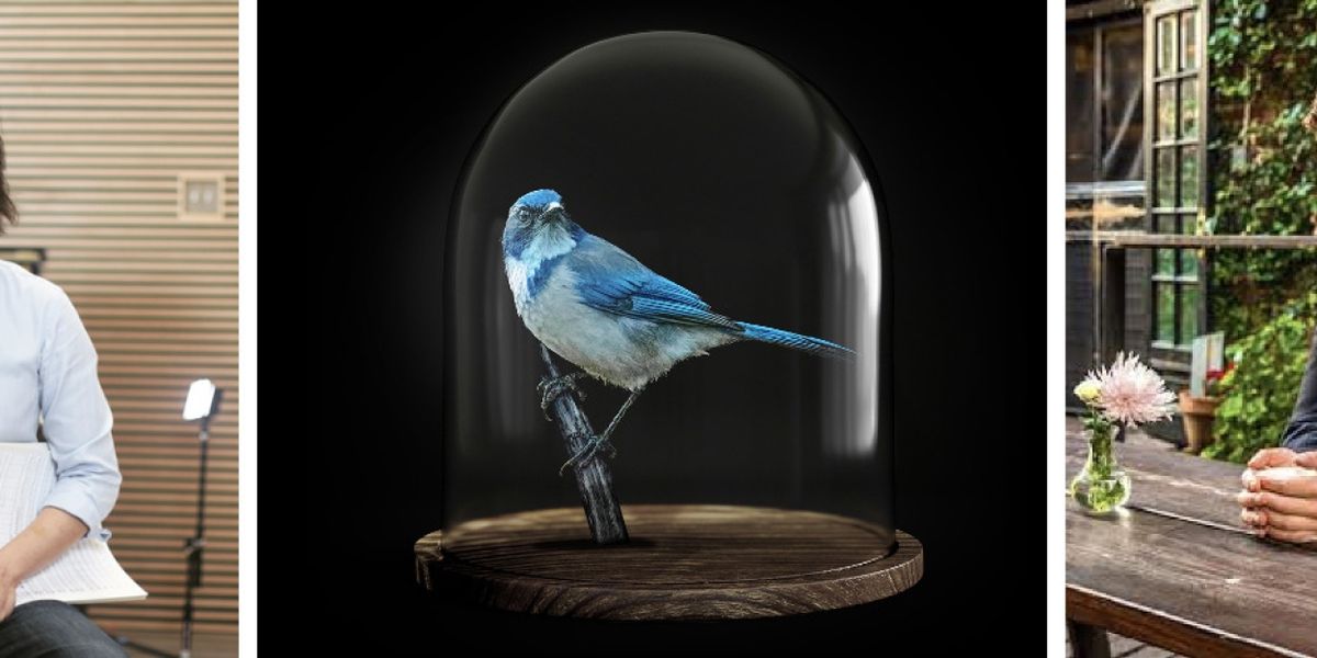 Sydney Philharmonia Will Perform LOST BIRDS in August
