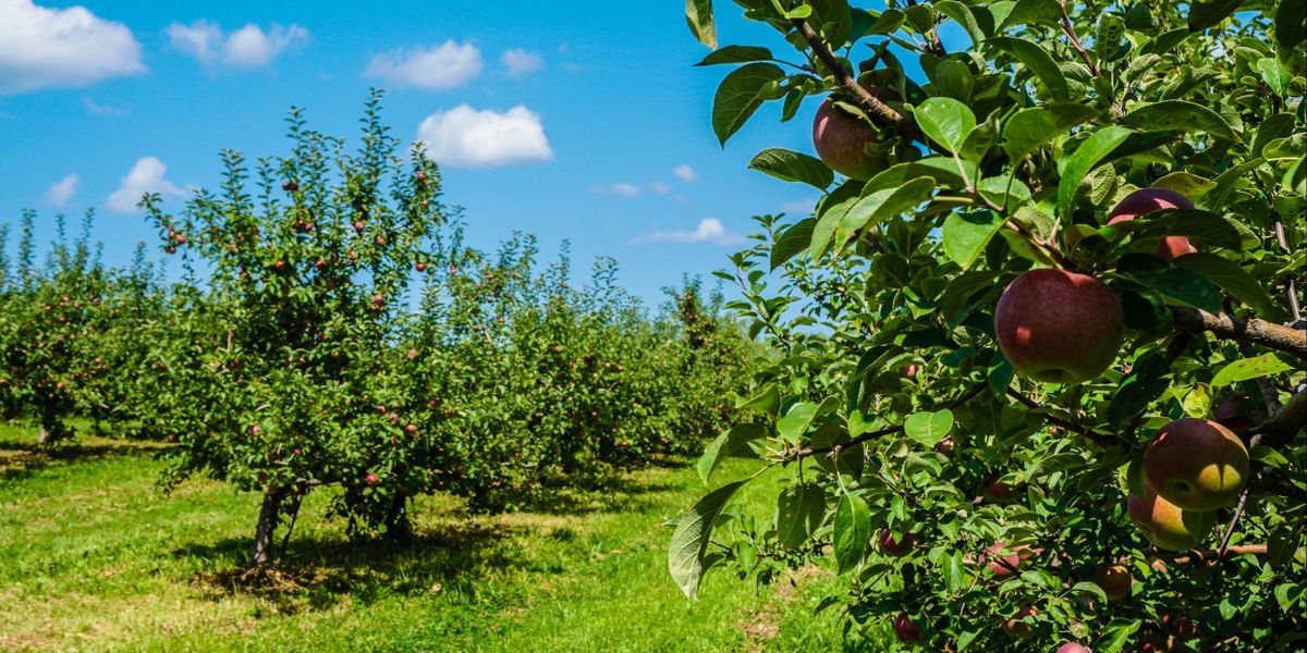 TWIN STAR ORCHARDS and CLOCK TOWER GRILL-A Hudson Valley Getaway