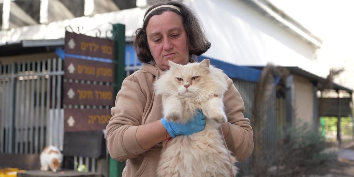 The Guardian Angel of the Cats Who Lost Everything on October 7