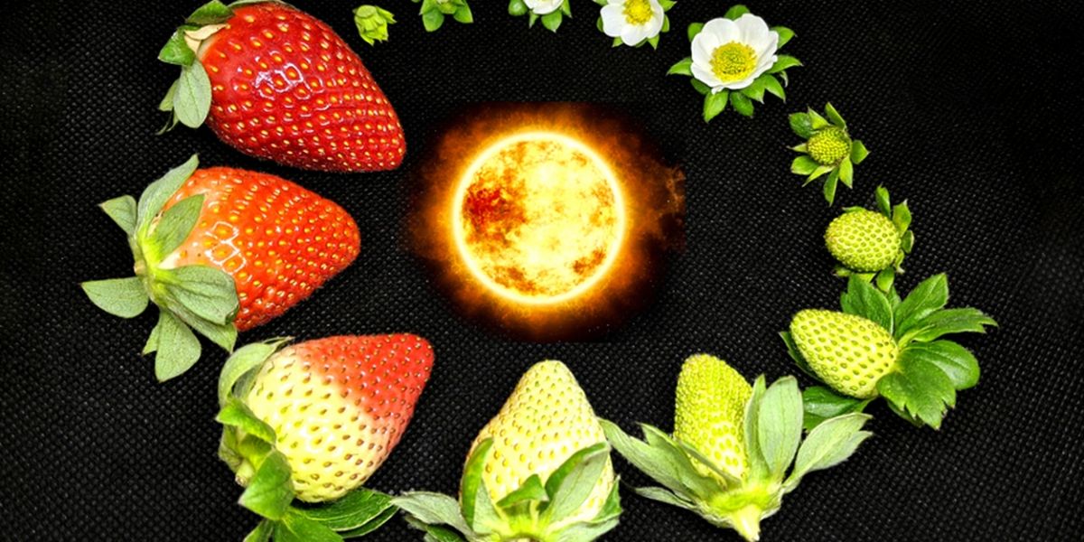 Tilted Axes to Perform Strawberry Solstice For Make Music New York