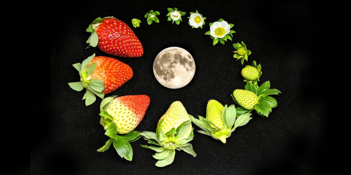 Tilted Axes To Perform STRAWBERRY MOON For Make Music New York