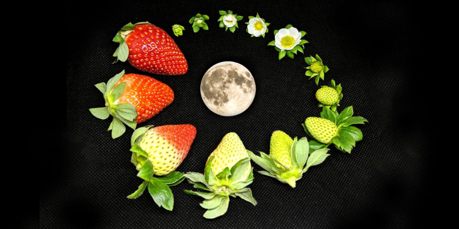 Tilted Axes To Perform STRAWBERRY MOON For Make Music New York  Image