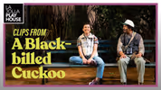 Peek Inside A BLACK-BILLED CUCKOO at La Jolla Playhouse Video