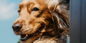 WHO'S A GOOD BOY to Bring Dog Stories to Stories on Stage in Denver