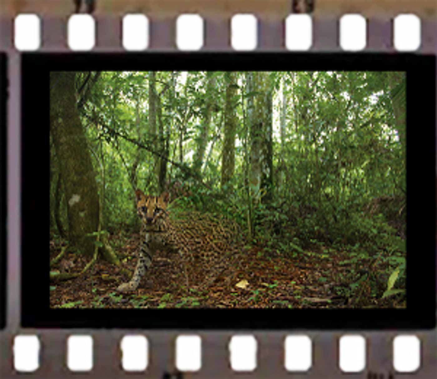 Romina Paula Gets Two English Language Premieres This Season, FAUNA & THE WHOLE OF TIME  Image