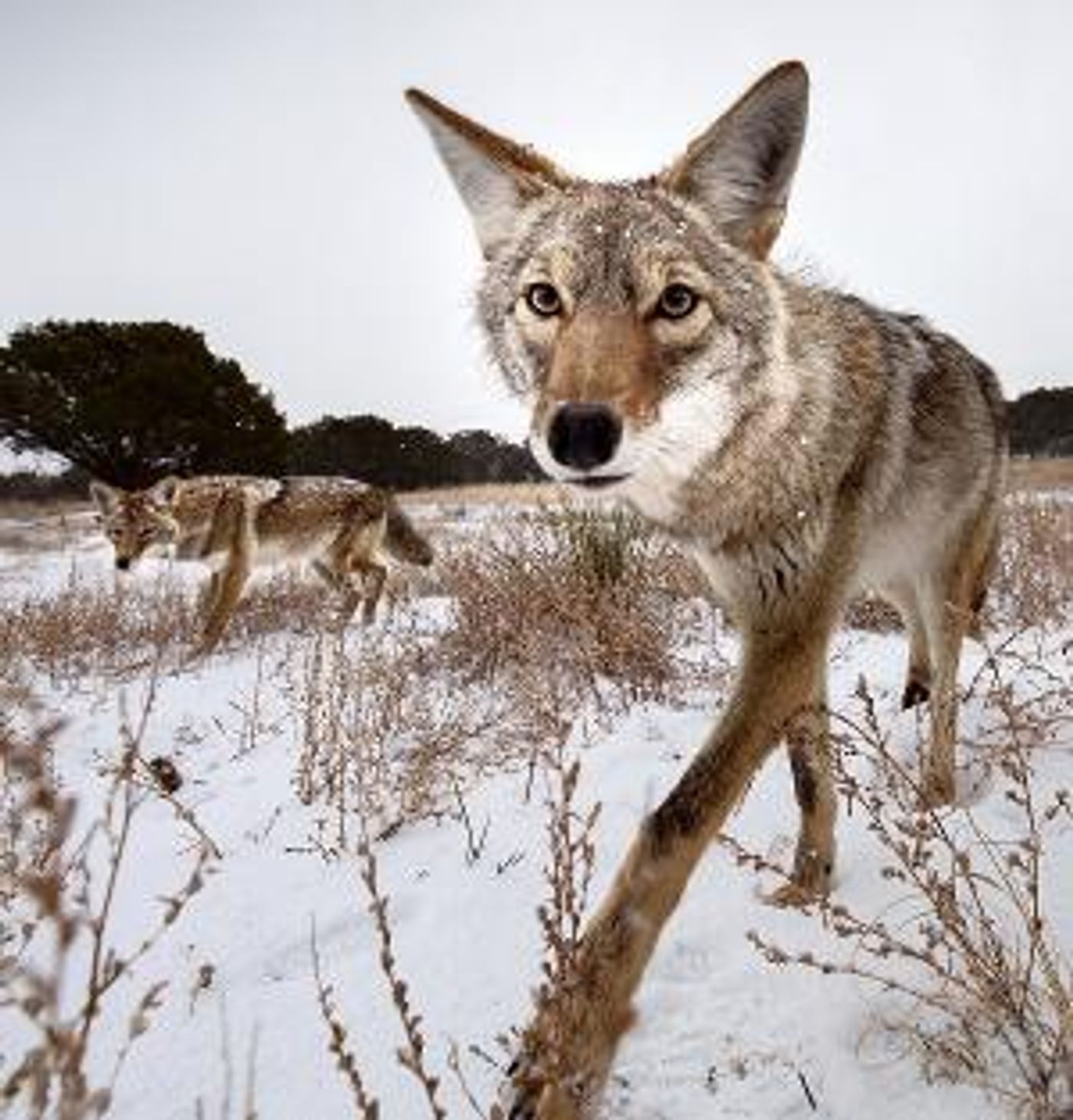 National Geographic And TOArts Present Filipe DeAndrade, Wildlife Filmmaker  Image