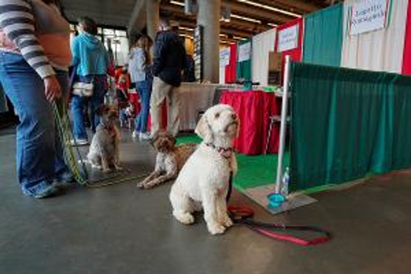 The Italian Festival Hosts Grape Stomp, Bocce Tournament, Dog Show, and More  Image