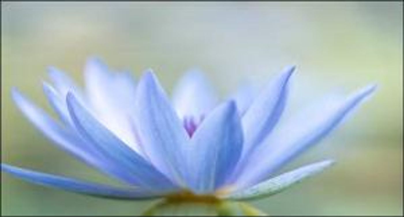 Elmer Iseler Singers Perform World Premiere of 'Om Saha Nāvavatu' By Timothy Corlis  Image