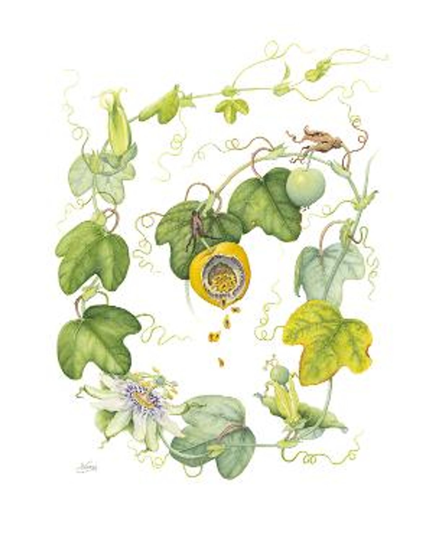 Pompano Beach Arts Presents FRUITION, An Exhibition Focused On Florida's Native Plants  Image