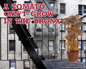 TOMATO CAN'T GROW IN THE BRONX Opens at Chain Theater Next Month  Image