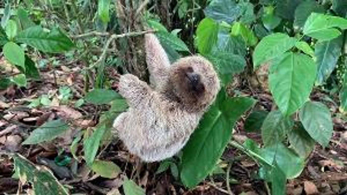 Bopping Birds, Loving Labs, and Picturesque Pelicans Are Up Next On World's Funniest Animals On The CW  Image