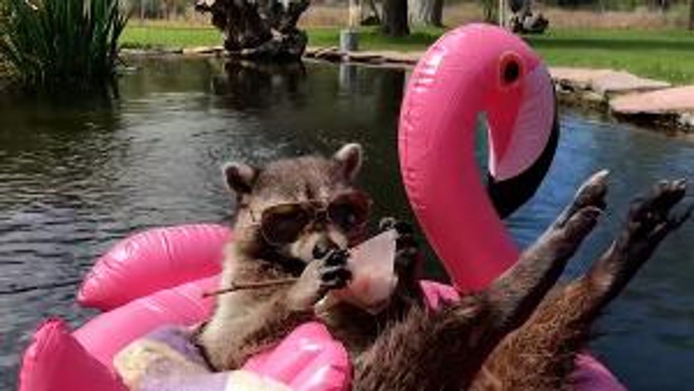 Confused Cockatoos, Pool Pooches, and More Are Up Next On World's Funniest Animals On The CW  Image