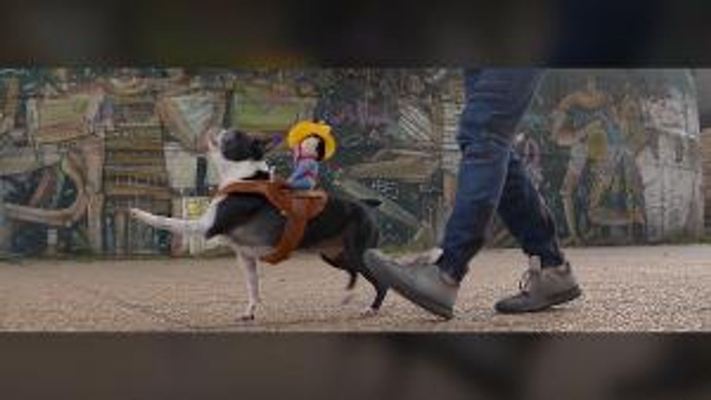 Crafty Cats, Muddy Mutts, and Crazy Corgis are Up Next on WORLD'S FUNNIEST ANIMALS  Image