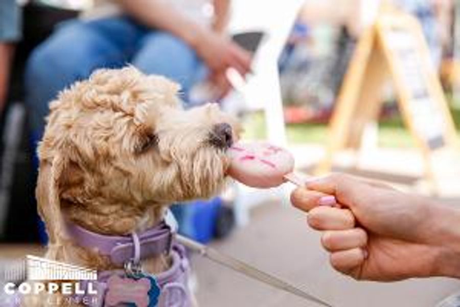 Dog Days Adoption Event and Fashion Show Comes to Coppell Arts Center Image