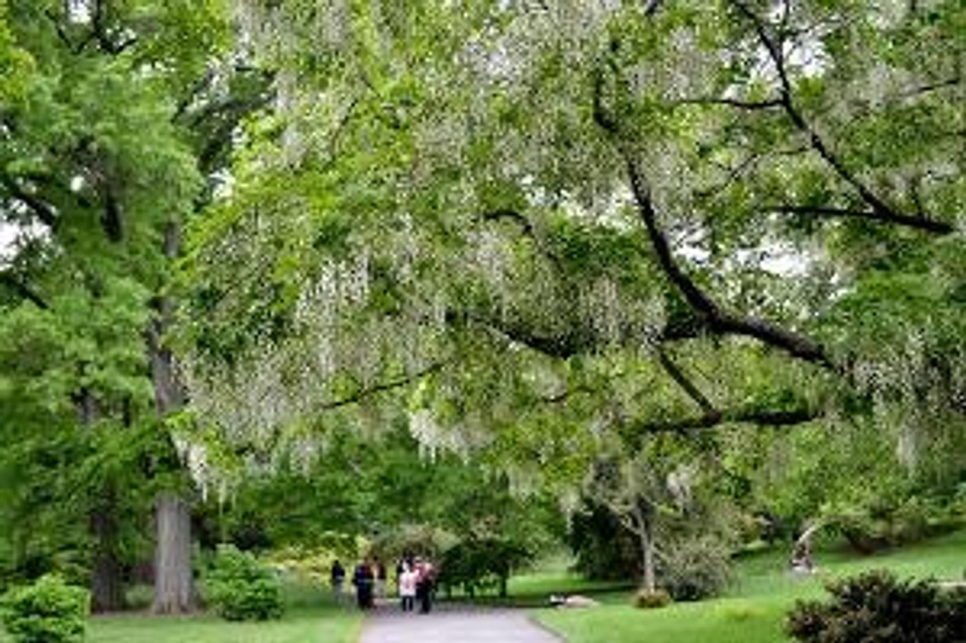 Brooklyn Botanic Garden Presents POWER OF TREES  Image