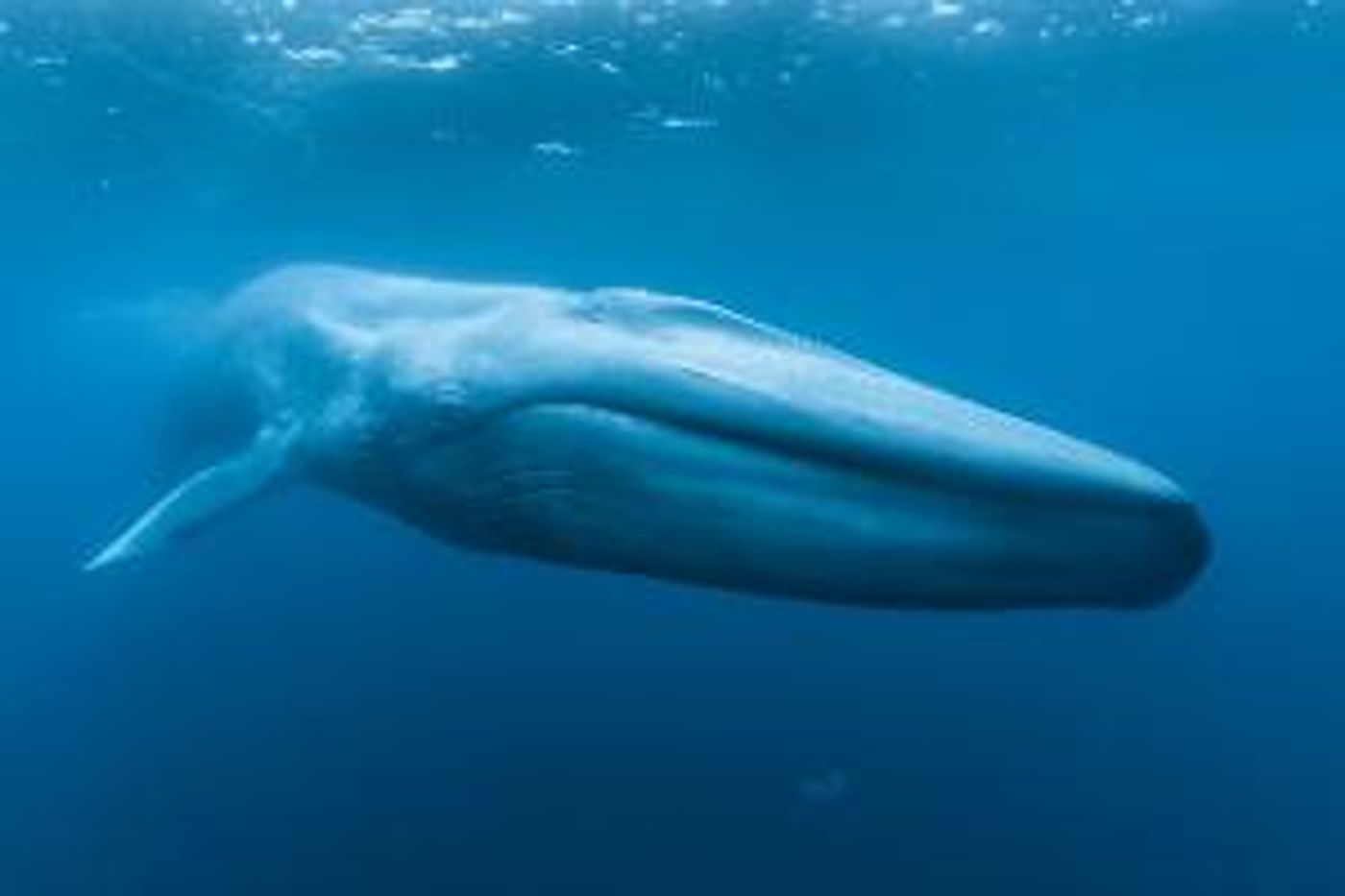 New Documentary Film BLUE WHALES: RETURN OF THE GIANTS To Premiere Autonation At The Museum Of Discovery And Science In January  Image