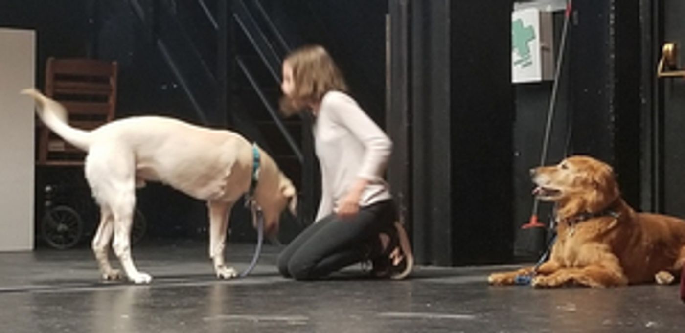 Three-Legged Therapy Dog To Make Stage Debut In ANNIE  Image
