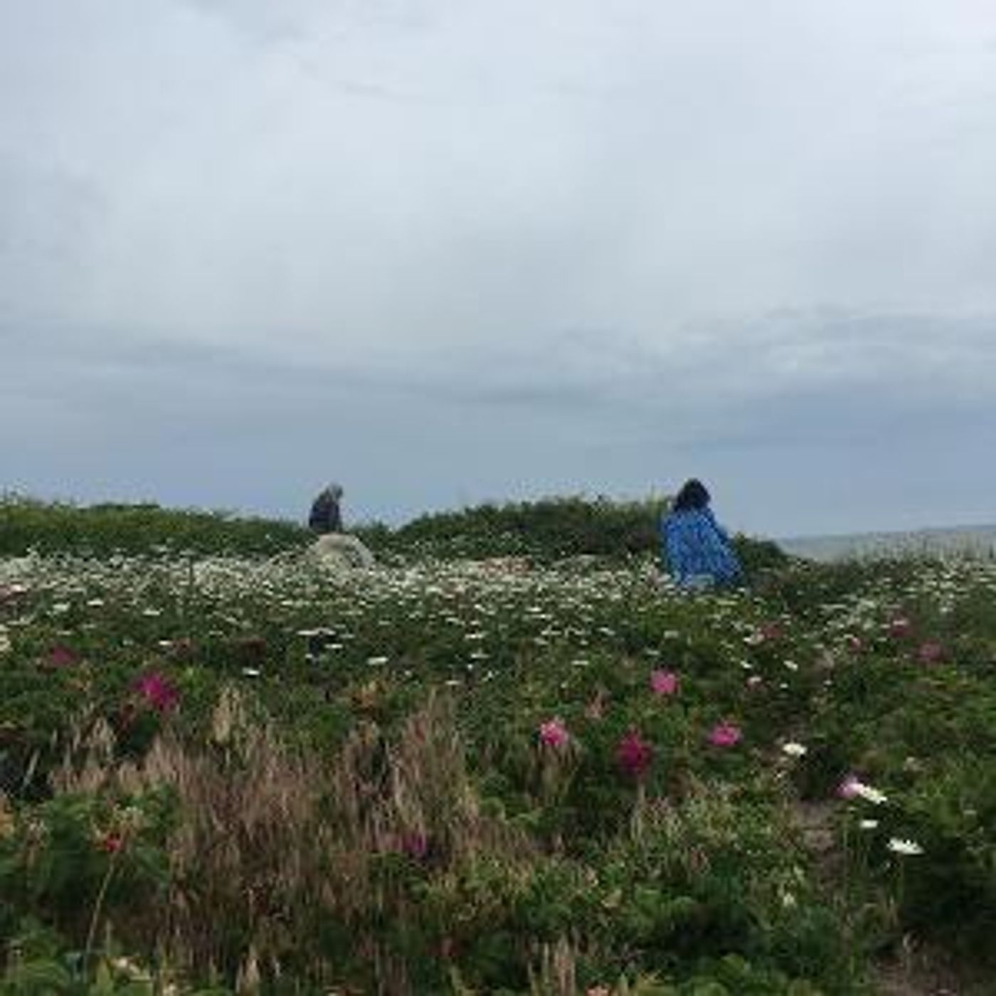 Kaatsbaan Cultural Park 2023 Spring Festival to Present A Guided Tour With Wild Gather  Image