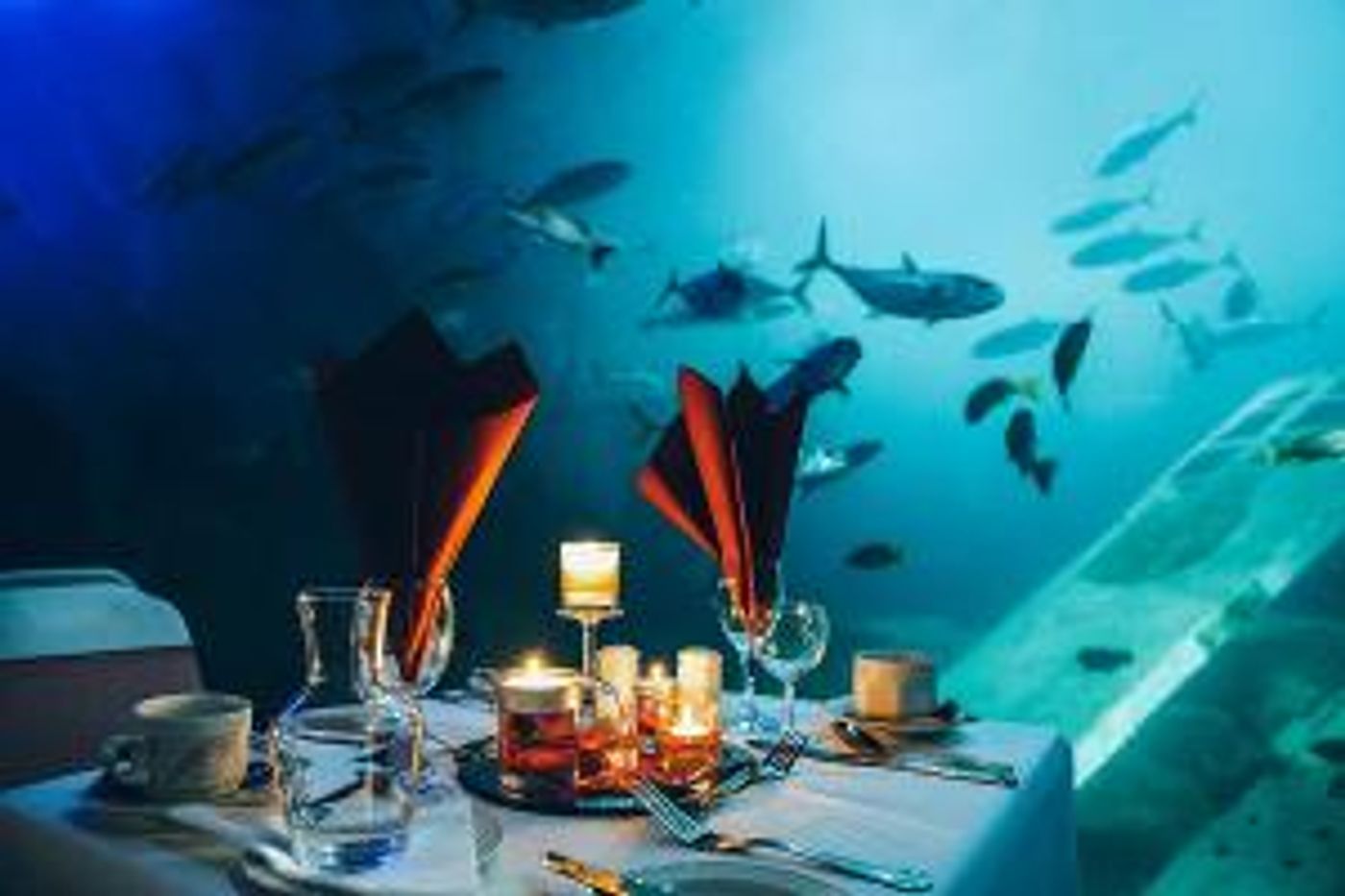 National Marine Aquarium Announces New October Dates For Dining At The Aquarium  Image