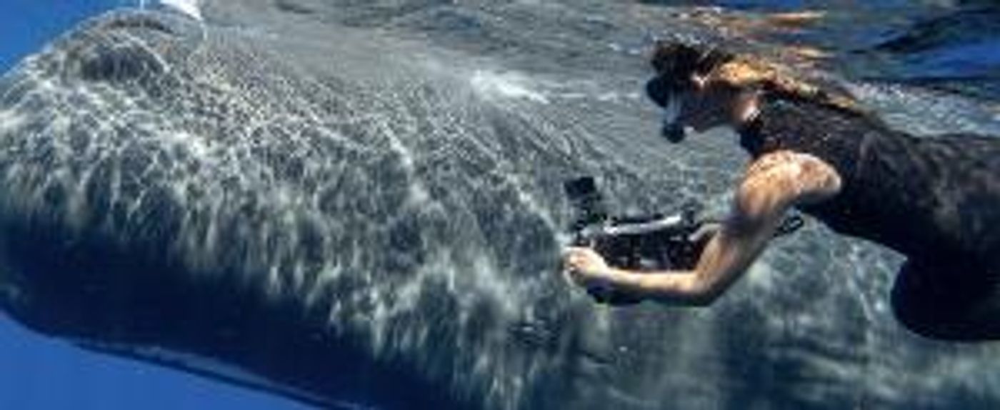 South Street Seaport Museum to Present 'Perspectives On Whales, Oceans, And The Changing Coastline'  Image