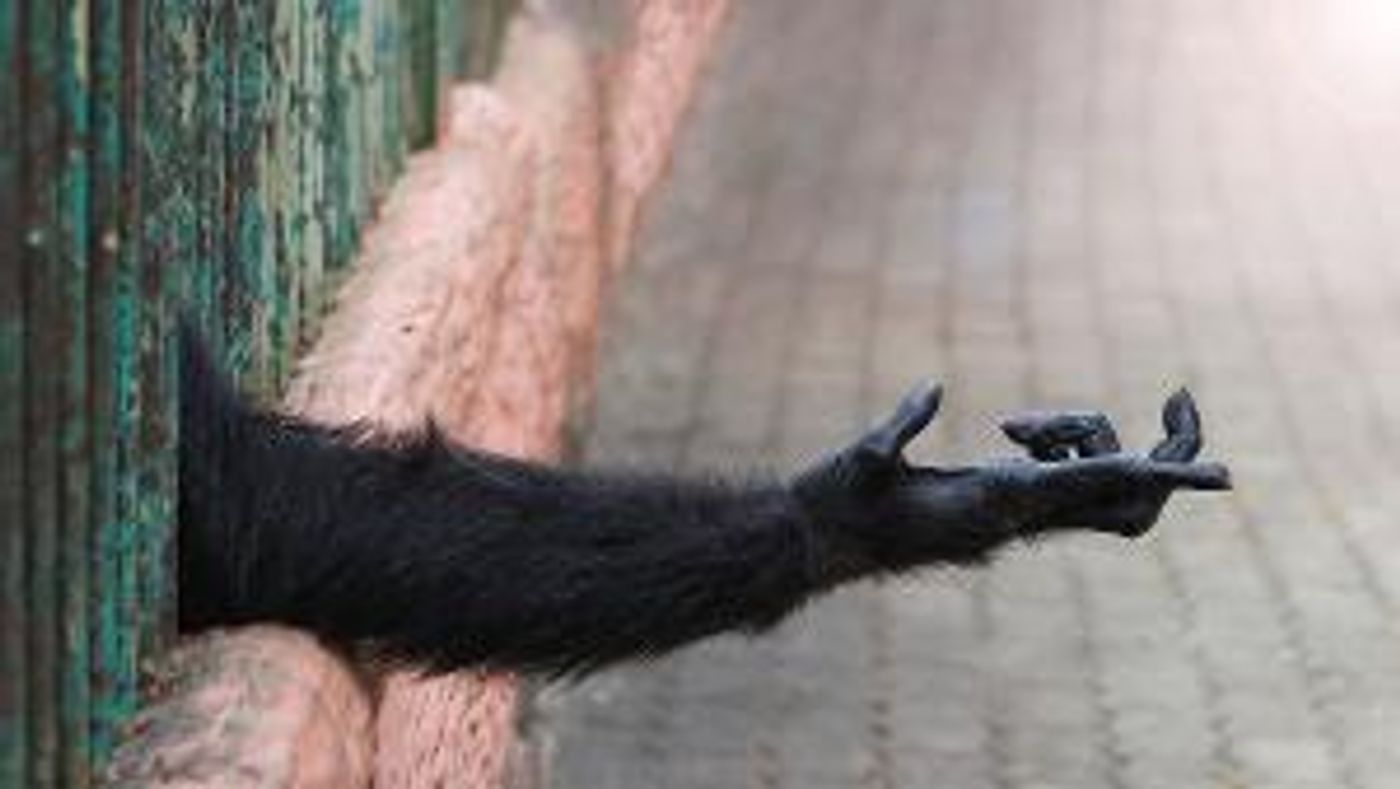 American Lyric Theater to Present THE OPPOSABLE THUMB  Image