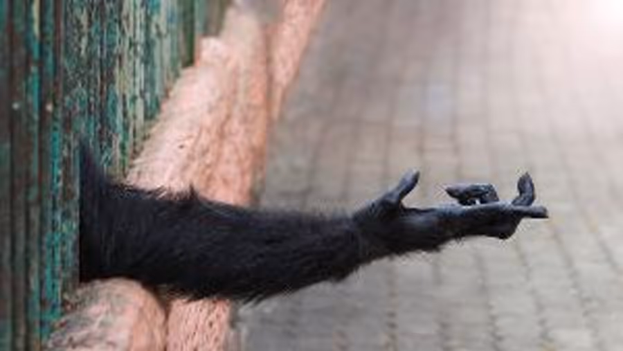 American Lyric Theater to Present THE OPPOSABLE THUMB Image