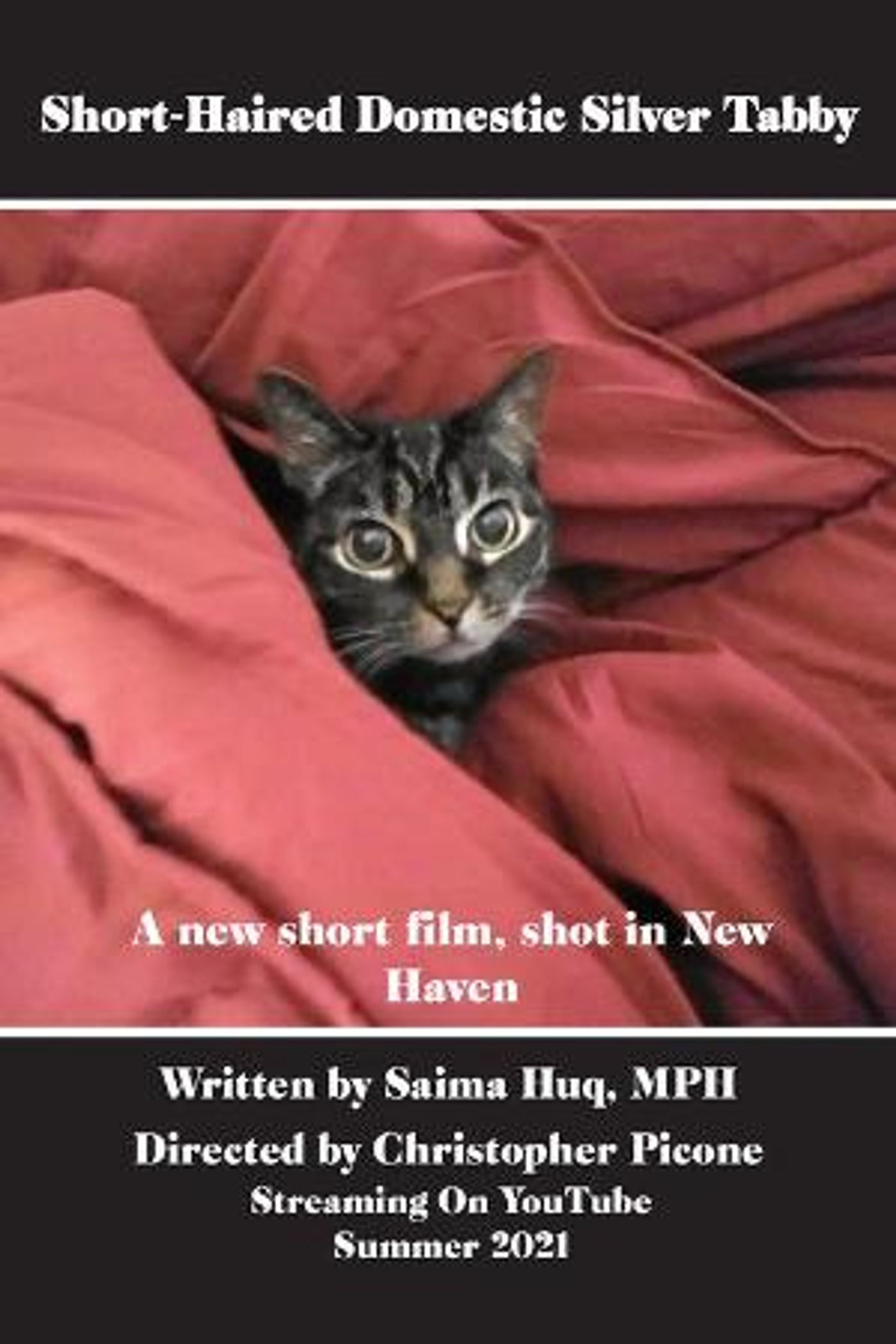 King Lahiri Productions Announces Filming Of SHORT-HAIRED DOMESTIC SILVER TABBY  Image