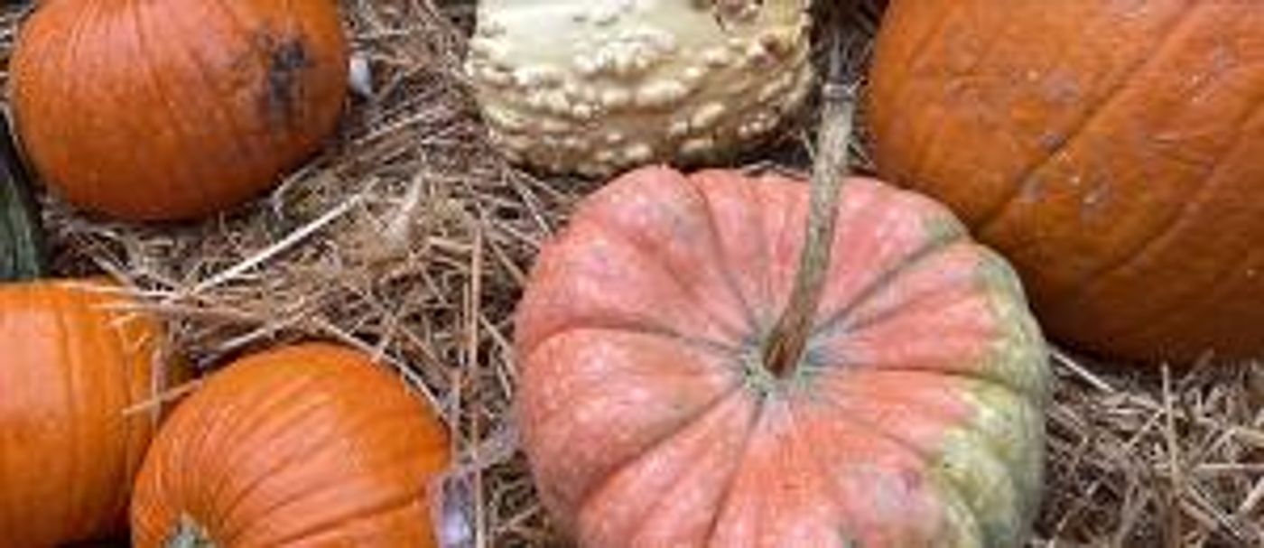 South Street Seaport Museum to Present Halloween Family Activity Weekend  Image