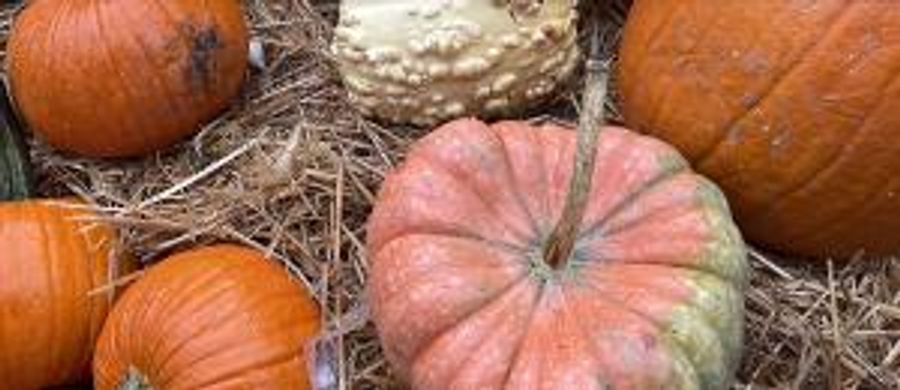 South Street Seaport Museum to Present Halloween Family Activity Weekend Image