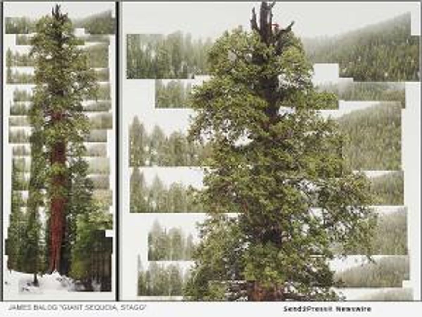 Gund Gallery Presents THE ART OF TREES Exhibition  Image