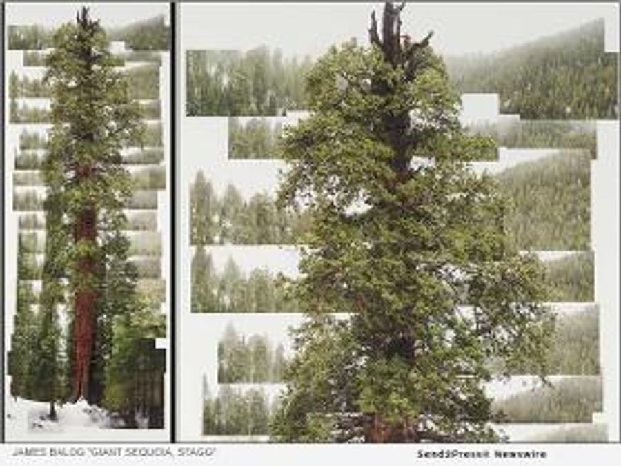 Gund Gallery Presents THE ART OF TREES Exhibition Image