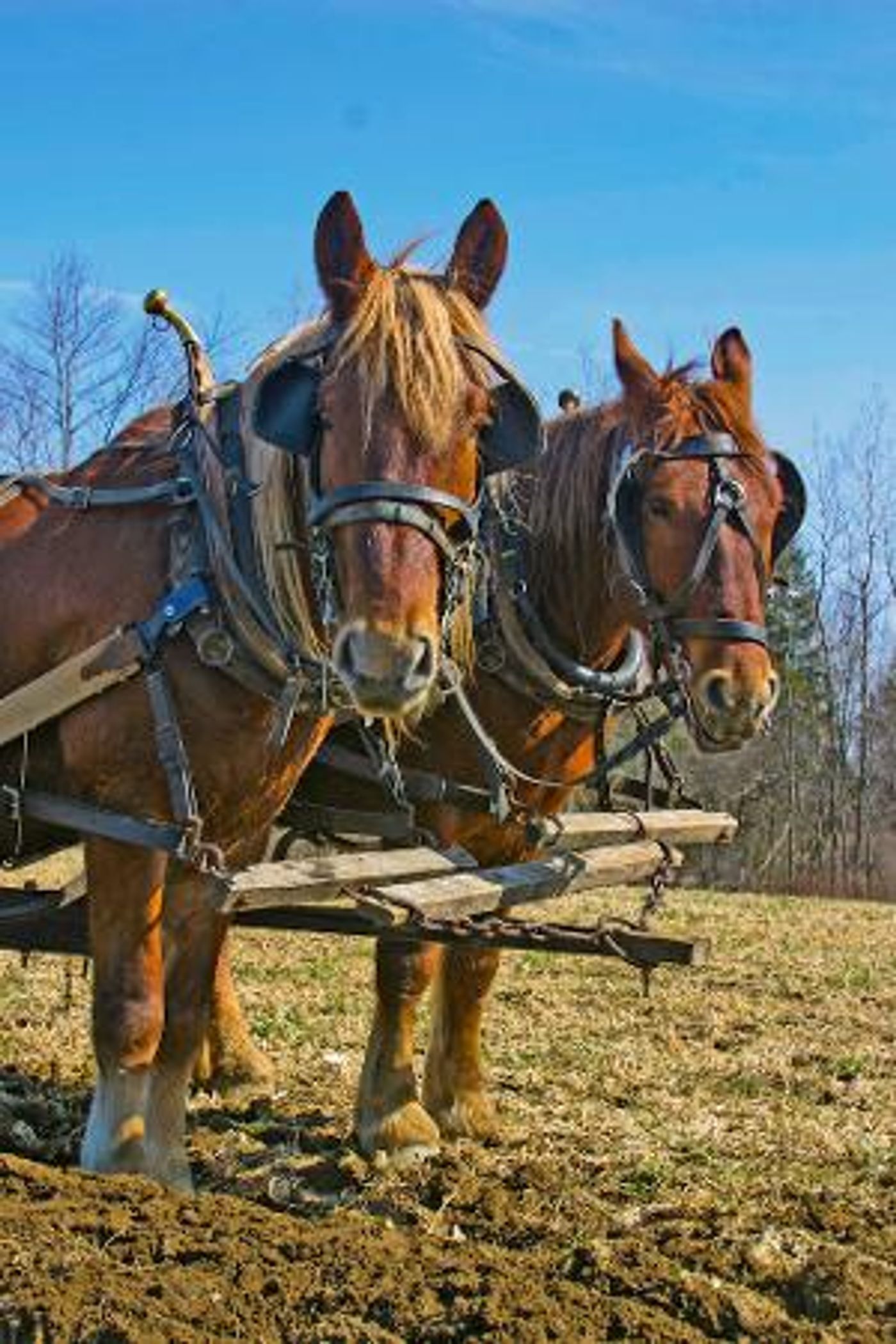 ISLE Theater Company Announces PLAYING MERCURY At Horsepower Farm  Image