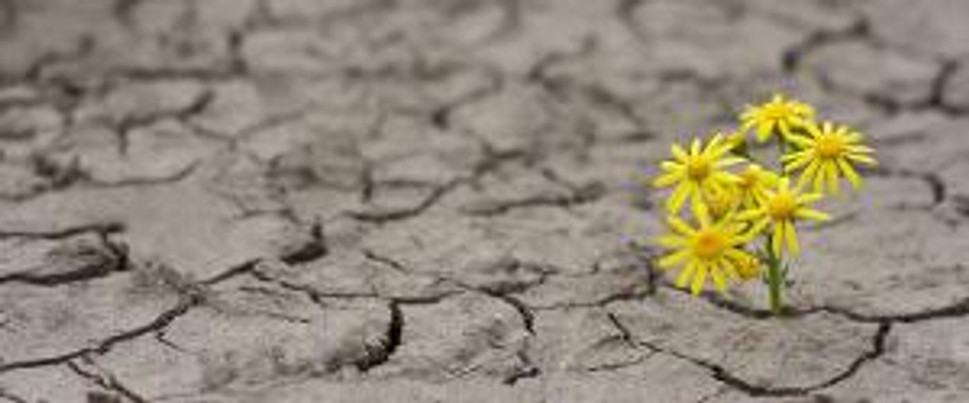 American Chamber Ensemble Presents MUSIC FOR RESILIENCE Online Concert  Image