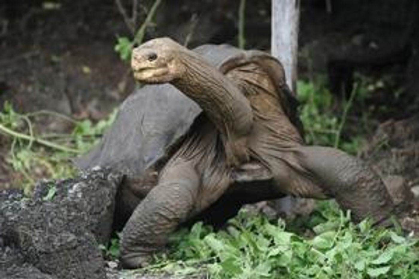 Story Of 'Lonesome George' Inspires New 3D CGI Animation Film From 8th Gear Entertainment And Radar Pictures  Image