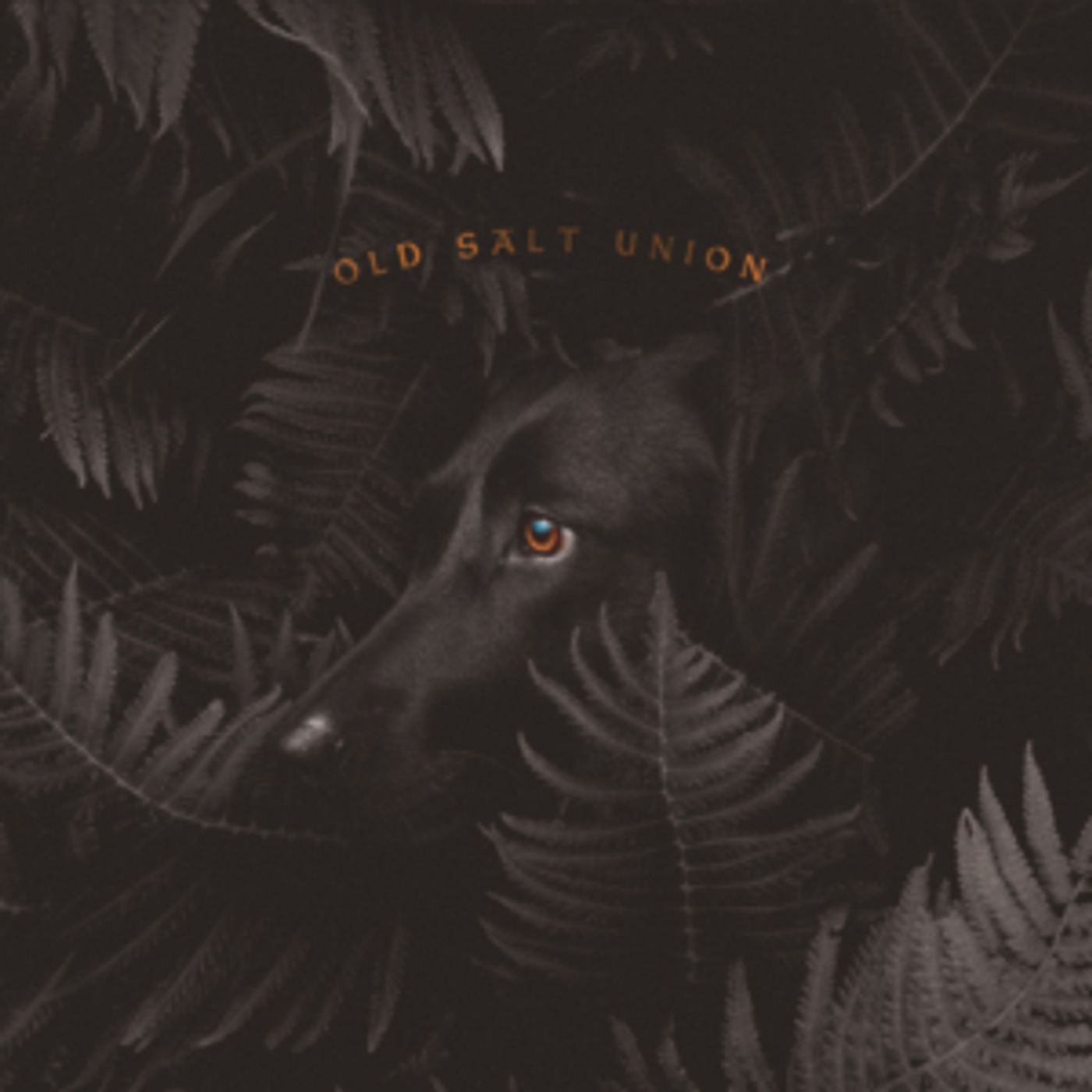 Old Salt Union Album 'Where The Dogs Don't Bite' Out Today  Image