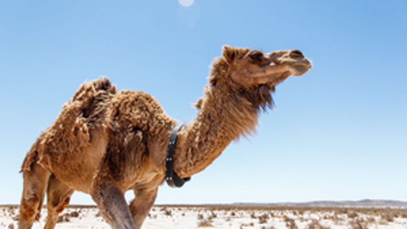 SHOW ME SHORTS 2019 Programme Announced  Image