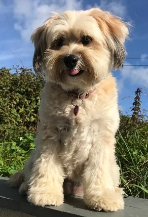 Four-Legged Opera Star Will Take The Grand Theatre Stage in LA BOHEME  Image