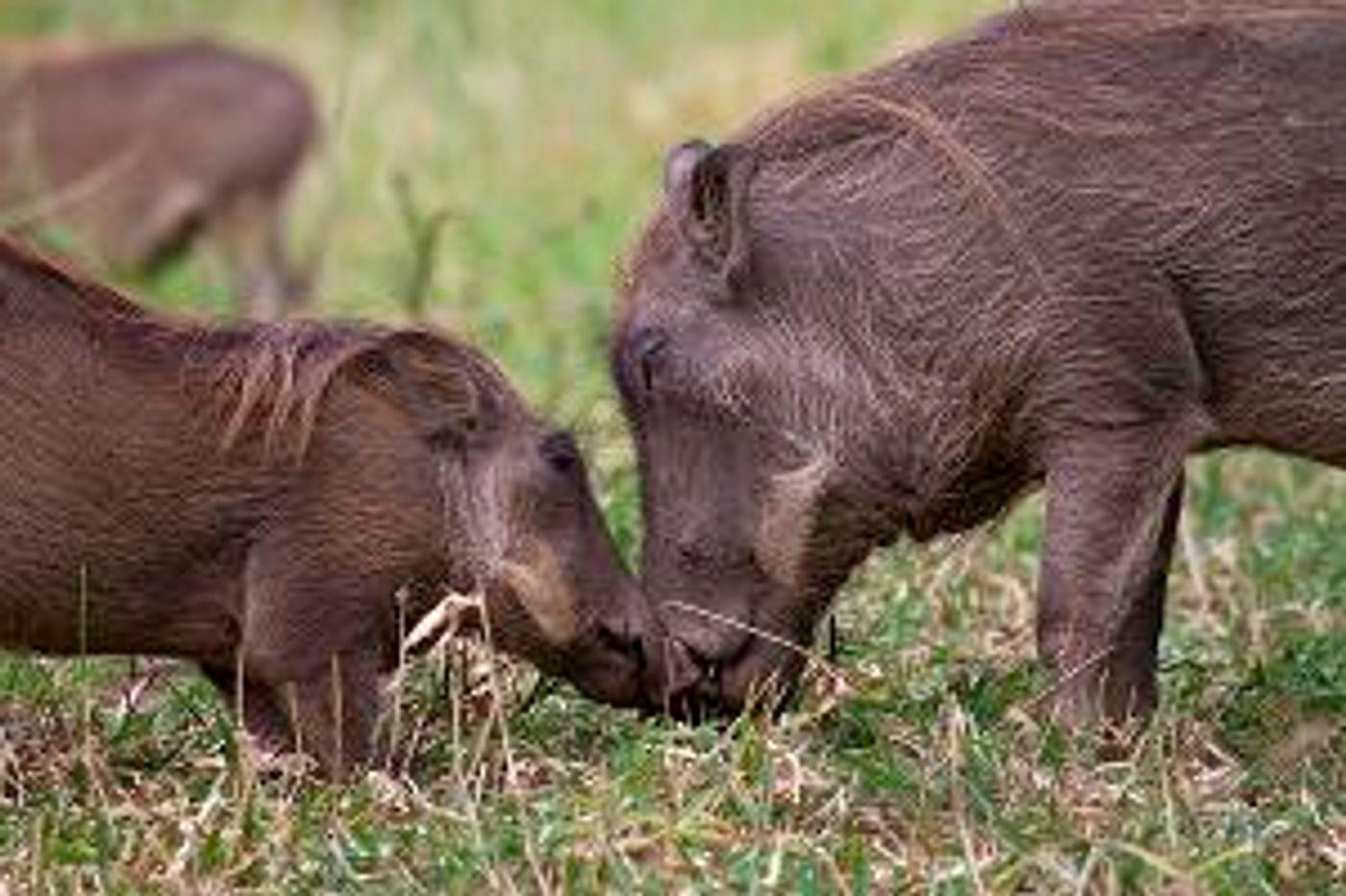 The McCoy Reschedules National Geographic Filmmaker Bob Poole In NATURE ROARS BACK to June 25  Image