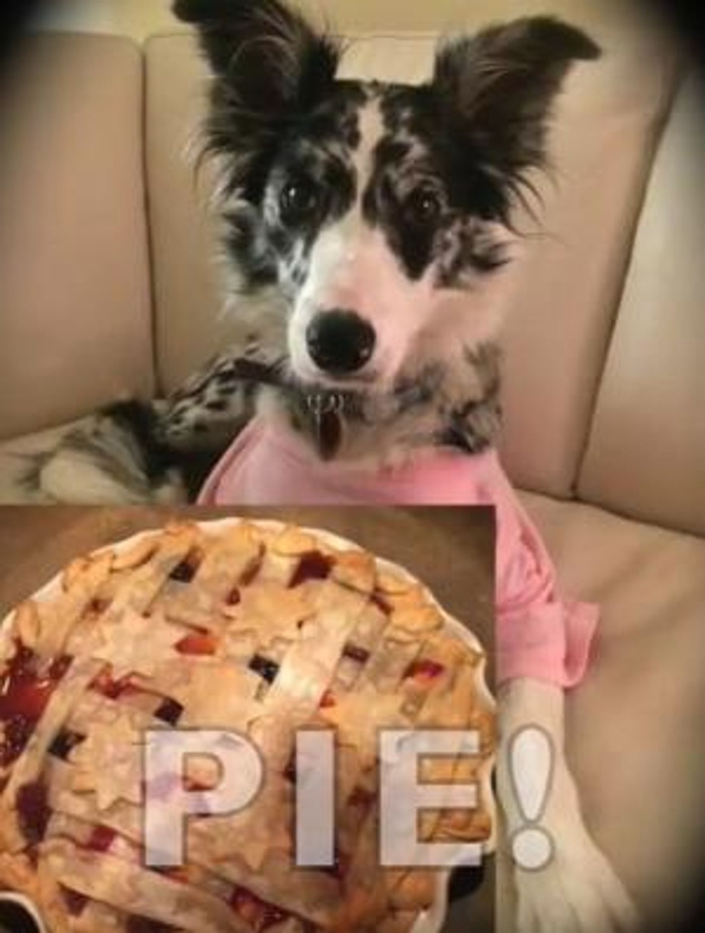 LIKAH! A Puppy Musical Releases Music Video And Home Activity Guide  Image