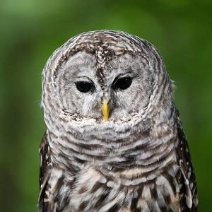 Have BRUNCH WITH THE BIRDS and Party Like An Animal  Image